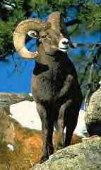 Bighorn Sheep Image