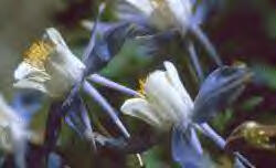 Columbine Flower Image