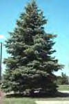 Blue Spruce Image