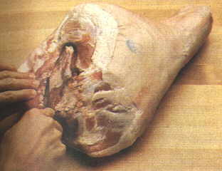 Ham Fig 3