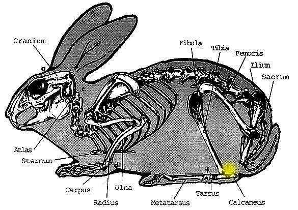 Rabbit Skeleton Image