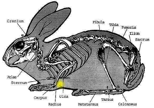 Rabbit Skeleton Image